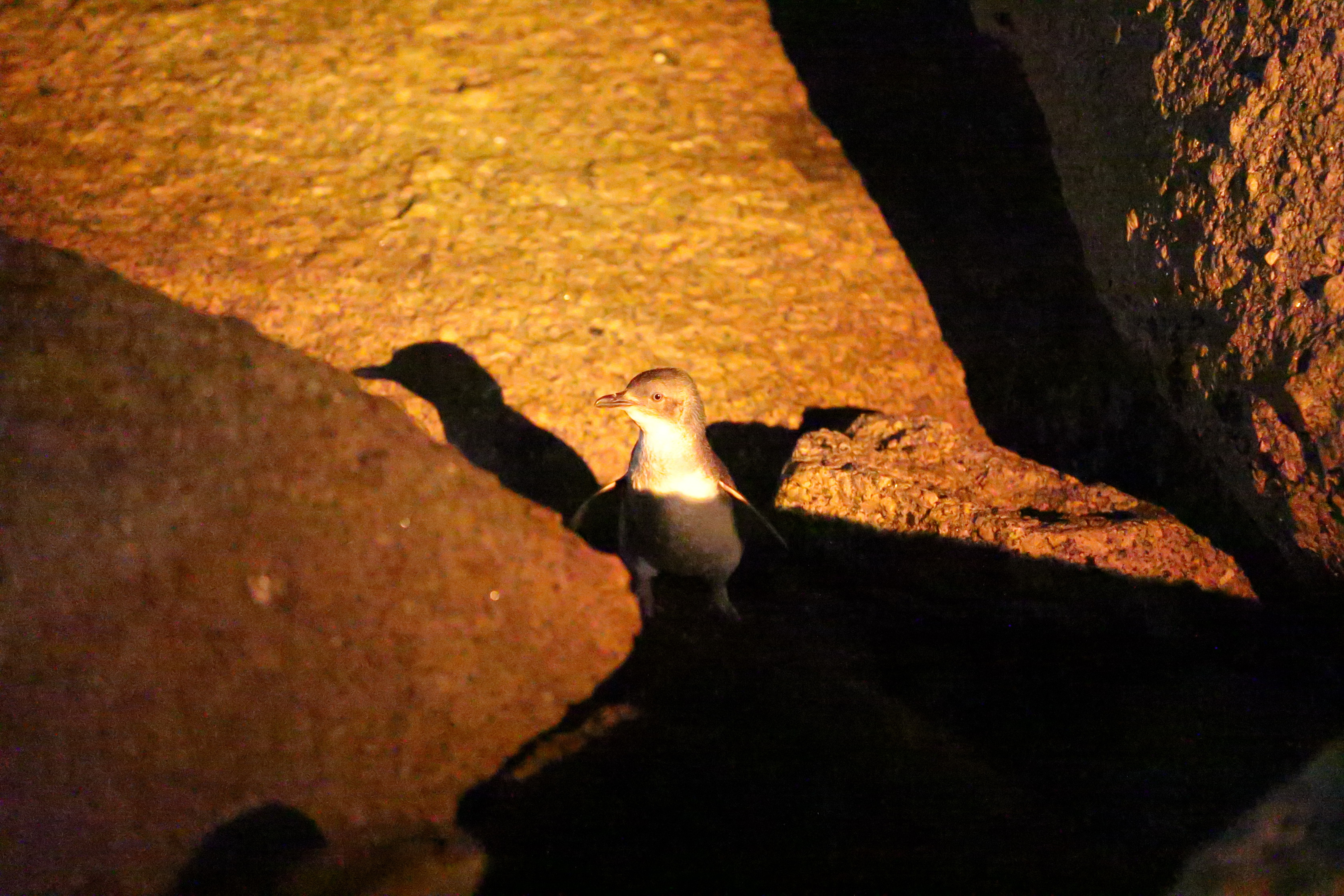 2019 09 28 19 22 09 Canon EOS 5D Mark IV 0056